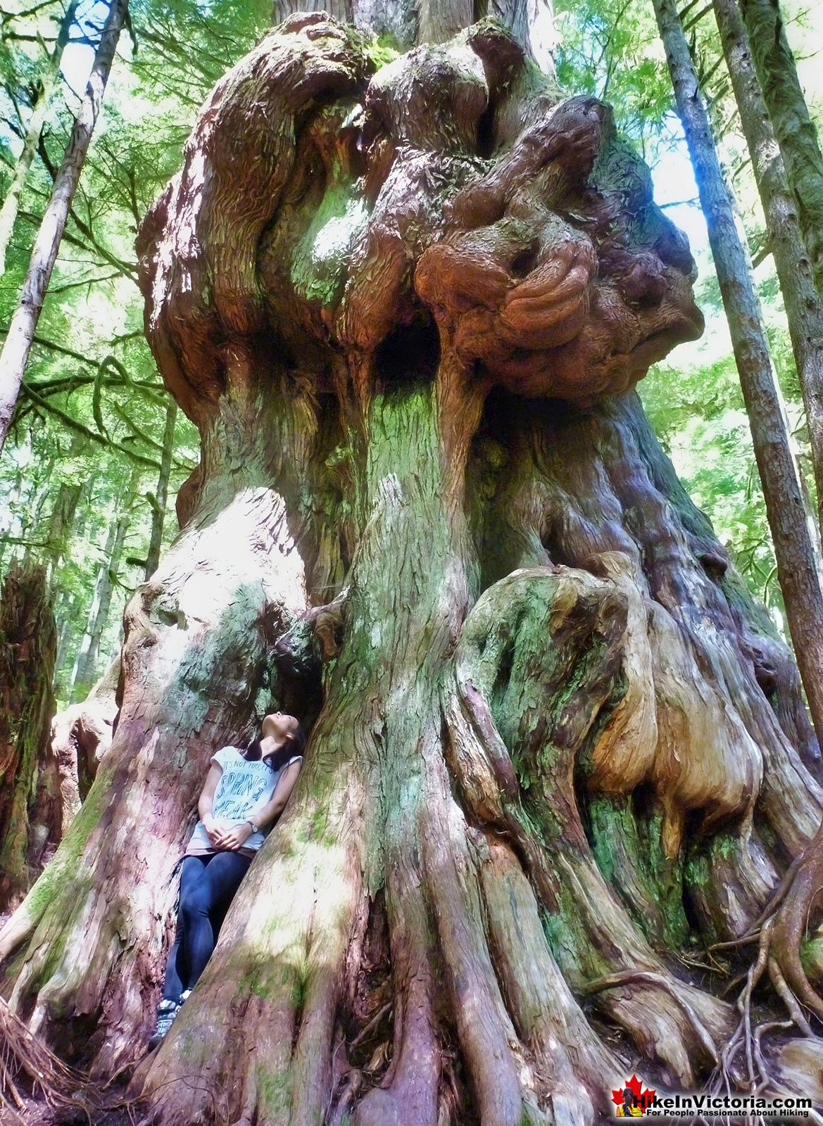 Avatar Grove Gnarly Tree