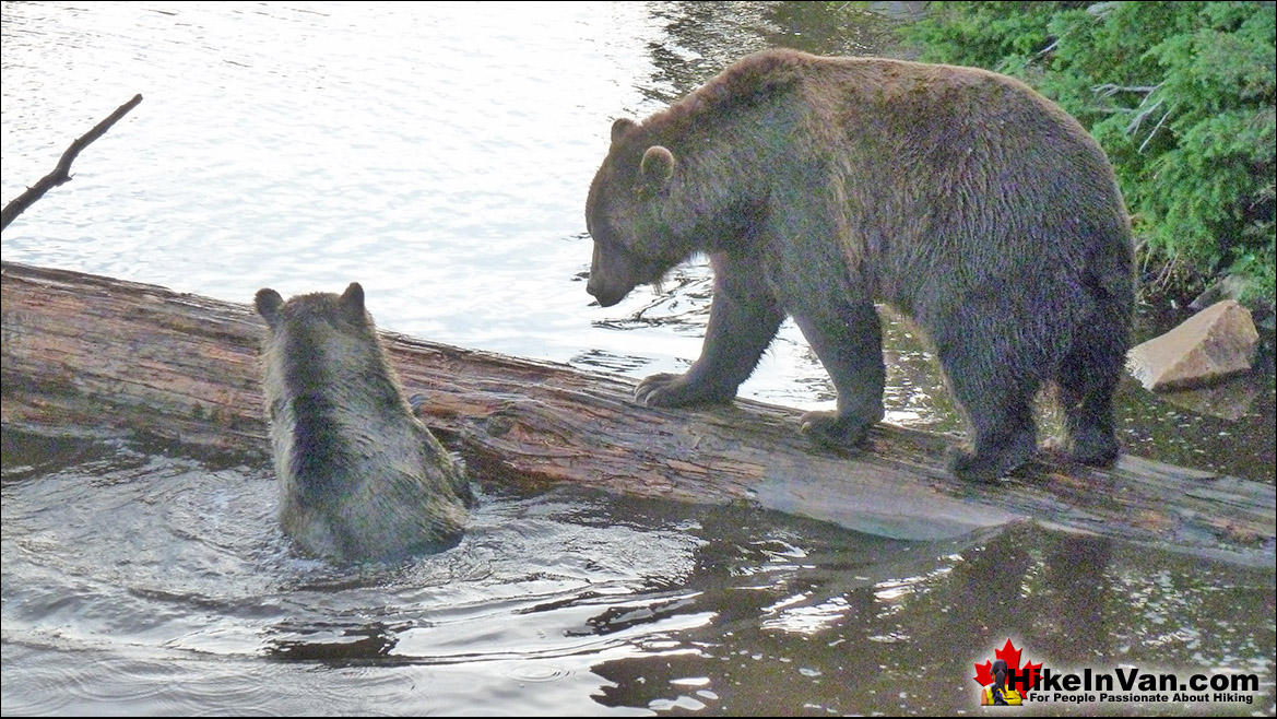 Grouse Mountain Grizzly Bears